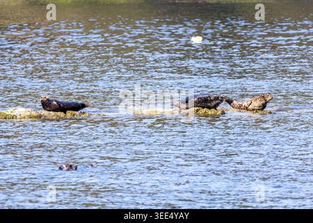 Seehunde zogen an einem felsigen Riff im ruhigen Wasser von Bowen Island, British Columbia, Kanada Stockfoto