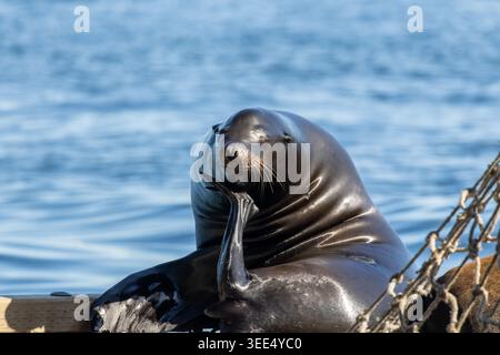 Der kalifornische Seelöwe kratzt seinen Kopf mit einem Hinterflossen, während er auf Bowen Island, British Columbia Canada, ruht Stockfoto