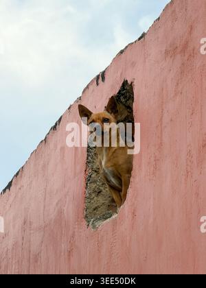 Neugieriger Chihuahua-Hund, der durch ein Loch in einer rosa Wand schaut Stockfoto