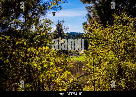 Malerische Aussicht auf Pferde, die auf einer grünen Weide inmitten üppiger Waldwälder weiden Stockfoto