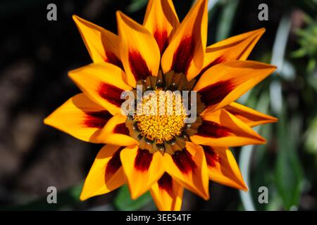 Blick von oben auf eine lebendige Schatzblume mit kräftigen orangefarbenen Blüten und dunkelroten Ringakzenten Stockfoto