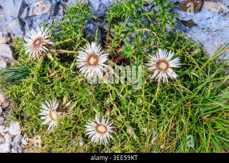 Silberdistel (Carlina acaulis), auch bekannt als stammlose Karlindistel, Zwergkarlindistel Stockfoto