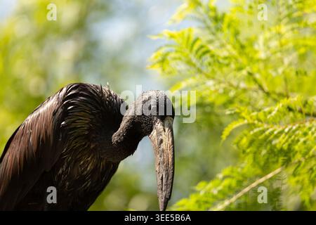 Ein Blick auf das Profil eines afrikanischen Steinbruchs. Stockfoto