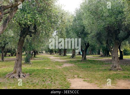 Klosterpark Cimiez mit Oliven in Nizza Frankreich. Friedliche mediterrane Olivenbäume und historisches Grün in der Nähe eines Klosters im sonnigen Sommerlicht Stockfoto
