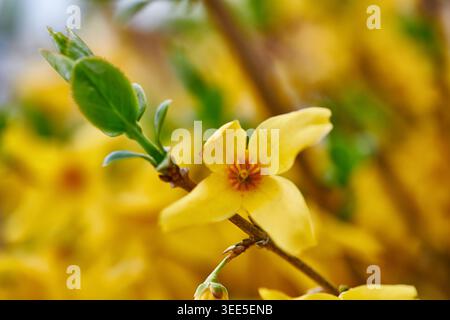 Nahaufnahme, Gelb und Blüten am Stiel im Garten für natürliche Umwelt, Wachstum und Nachhaltigkeit. Hintergrund, Natur und Forsythienpflanze mit Blütenblättern Stockfoto