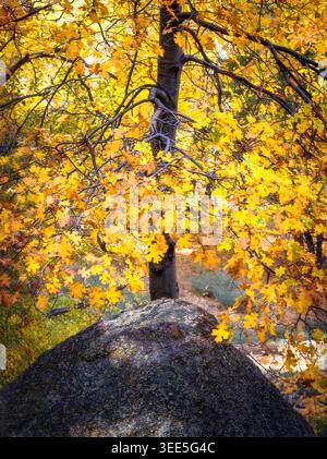 Goldene Eichenblätter, die einen Baumstamm und Felsen in einer herbstlichen Waldszene mit warmen saisonalen Farben umrahmen. Stockfoto