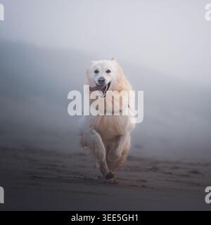 Deutscher Weißer Schäferhund in der Natur Stockfoto