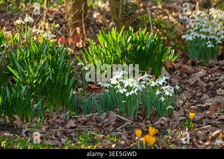 Natur, Outdoor und Blumen auf dem Boden im Garten für natürliche Umwelt, Wachstum und Nachhaltigkeit. Hintergrund, leere und Schneeglöckchen mit Blütenblättern Stockfoto