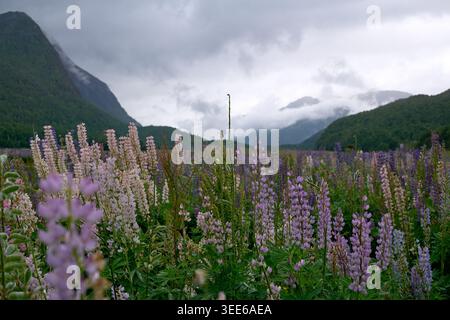 Rosa, violette und magentafarbene Blüten (Russell Lupinen) blühen am Ufer des Cascade Creek, Eglington Valley, South Island, Neuseeland Stockfoto
