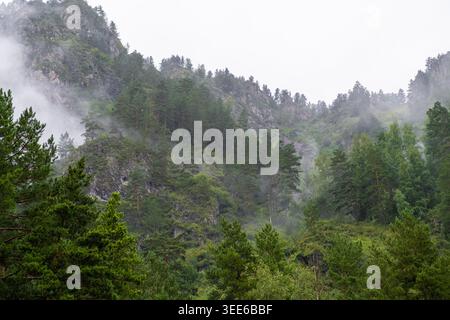 Üppig grüner Wald mit nebeligen Bergen im Hintergrund, die eine ruhige natürliche Landschaft in einer abgelegenen Wildnis bieten Stockfoto