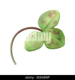 Blatt der grünen Anemone hepatica (Leberblatt) mit braunen Flecken. Handgezeichnete botanische Aquarellillustration isoliert auf weißem Hintergrund. Gut für Ausdrucke Stockfoto