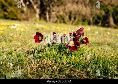 Wunderschöne rote pulsatilla Blumen in den Bergen in Drome in Frankreich Stockfoto