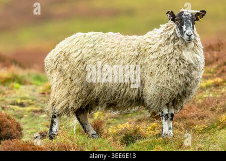 Swaledale Maultierschafe oder weibliche Schafe, die auf der Hochmoorweide in den Yorkshire Dales, England, stehen. Traditionelle britische Schafzuchtszene mit Stockfoto
