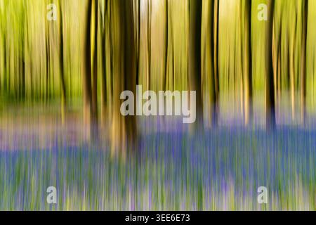 Blick auf Bluebell Woodlands mit abstrakter vertikaler Bewegungsunschärfe mit violetten Blumen und grünen Bäumen in Oxfordshire, Großbritannien. Stockfoto
