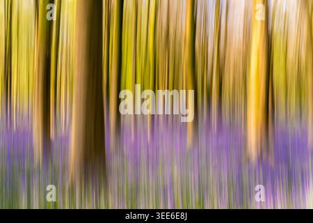 Ansicht von Bluebell Woodlands mit abstraktem Bewegungsunschärfeeffekt mit vertikalen Baumstämmen und einem lila Blumenteppich in Oxfordshire, Großbritannien Stockfoto