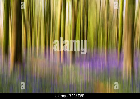 Ansicht von Bluebell Woodlands mit abstrakter Bewegungsunschärfe mit vertikalen Streifen von grünen Bäumen und violetten Blumen in Oxfordshire, Großbritannien. Stockfoto