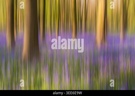 Ansicht von Bluebell Woodlands mit abstraktem Bewegungsunschärfeeffekt mit violetten Blumen und Baumstämmen in Oxfordshire, Großbritannien. Stockfoto
