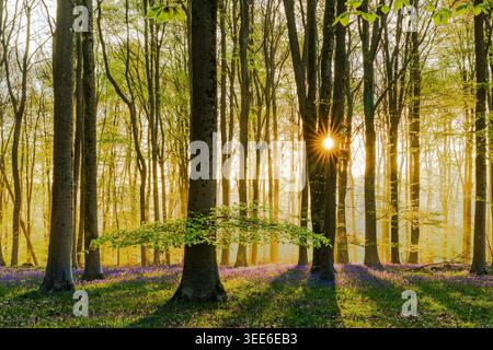 Blick auf Bluebell Woodlands mit der Sonne durch hohe Buchen und einen Teppich aus violetten Blumen auf dem Waldboden in Oxfordshire, United Kin Stockfoto