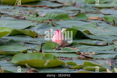 Einzelne rosafarbene Lotusknospe, die zwischen dichten grünen Lilienpads auf der Oberfläche eines Feuchtteichs auftaucht, Nelumbo nucifera, Kerala Backwaters, Indien Stockfoto