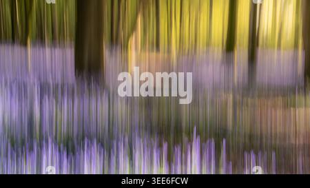 Ansicht der abstrakten Bewegungsunschärfe von Blauglockenwäldern mit violetten Blumen und hohen Bäumen in Oxfordshire, Großbritannien. Stockfoto