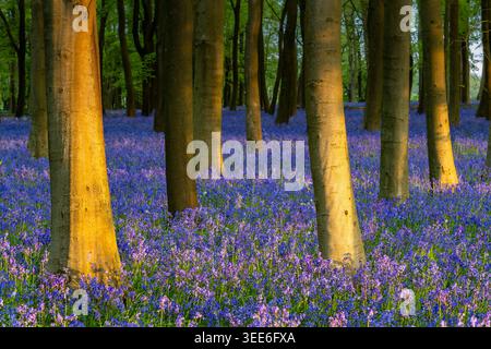 Blick auf die Bluebell Woodlands mit einem dichten Teppich aus violetten Blumen unter hohen Baumstämmen während der Golden Hour in Oxfordshire, Großbritannien. Stockfoto