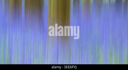 Ansicht der abstrakten Bewegungsunschärfe von Blumenglättern und Baumstämmen in Bluebell Woodlands, Oxfordshire, Großbritannien. Stockfoto