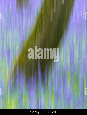 Blick auf Bluebell Woodlands mit abstrakter vertikaler Bewegungsunschärfe, die Streifen von violetten Blumen und grünem Laub in Oxfordshire, Großbritannien, erzeugt. Stockfoto
