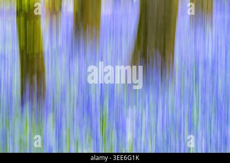 Blick auf Bluebell Woodlands mit abstrakter Bewegungsunschärfe mit vertikalen Streifen violetter Blumen und grüner Bäume in einem Frühlingswald in Oxfordshire, Uni Stockfoto