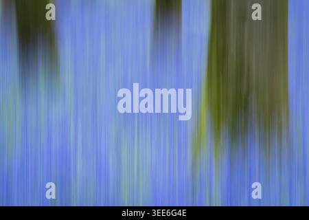 Ansicht der abstrakten Bewegungsunschärfe von Blauglockenwäldern mit vertikalen Streifen von blauem und grünem Licht in Oxfordshire, Großbritannien. Stockfoto