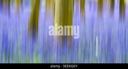 Blick auf Bluebell Woodlands mit abstraktem Bewegungsunschärfeeffekt mit vertikalen Baumstämmen und einem leuchtend violetten Blumenteppich in Oxfordshire, United Stockfoto