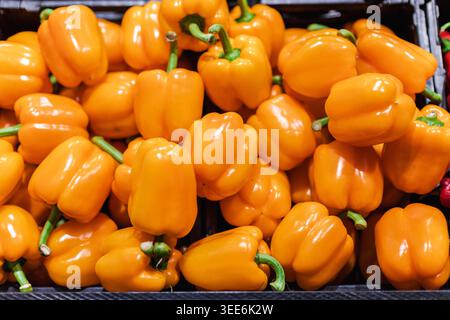 Frische Orangenpaprika im Supermarkt, buntes süßes Paprika-Gemüse für gesunde Lebensmittel Stockfoto