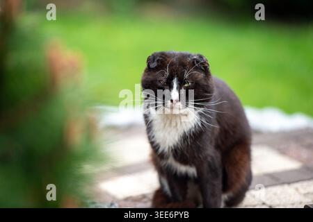 Eine Außenaufnahme einer Smoking-Katze, die auf einem Steinpflaster liegt, umgeben von grüner Pflanze Stockfoto