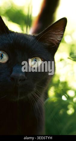 Extreme Nahaufnahme einer schwarzen Katze mit hellgrünen Augen im Garten Stockfoto