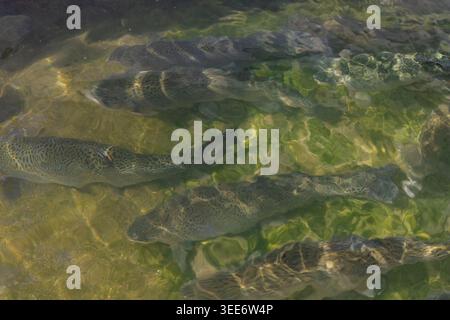 Große Forellenfische Schwimmen Unter Klarem Wasser Stockfoto