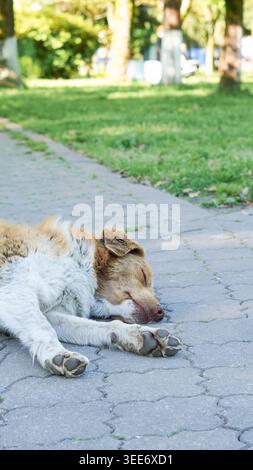 Ein hellbrauner streunender Hund liegt auf einem Bürgersteig in einem sonnigen Park Stockfoto