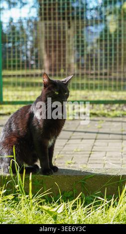 Eine elegante schwarze Katze sitzt auf einem Steinrand in der Sonne mit grünem Gras davor Stockfoto