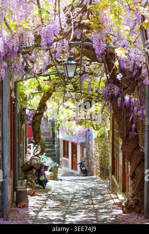 Malerische Kopfsteinpflasterstraße in Molyvos, Griechenland, geschmückt mit einem Baldachin aus blühenden violetten Glyzinien und Sonnenlicht im Frühling auf der Lesboser isla Stockfoto