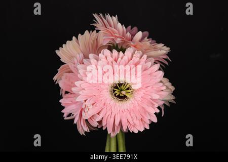 Rosafarbene Gerbera-Gänseblümchen (Gerbera jamesonii) in Blüte, in einem Studio mit schwarzem Hintergrund angeordnet. Stockfoto