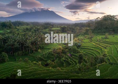 Aus der Vogelperspektive auf die üppig grünen Reisterrassen und Palmenwälder von Sidemen mit dem Berg Agung im Hintergrund unter einem bewölkten Himmel Sidemen, Bali, Indonesien Stockfoto