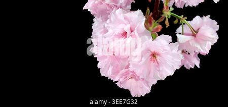 Rosa Sakura Kirschblüten Blumen isoliert auf schwarzem Hintergrund mit negativem Kopierraum Stockfoto