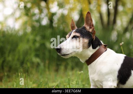 Ein Jack russell Terrier sitzt im Park vor einem blühenden Busch. Er ist alt. Stockfoto