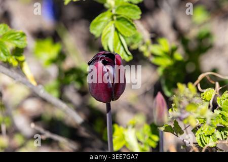 Dunkelrote, burgunderrote Tulpe im Frühling im Park. Blumen im Garten Stockfoto