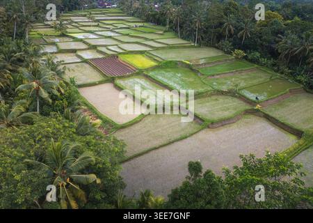 Blick aus der Vogelperspektive auf üppige Reisterrassen, umgeben von tropischen Palmen und dichtem Dschungelgrün in Tegalalang, Bali, Indonesien. Stockfoto