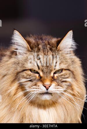 Braunes Tabby-Gesicht einer langhaarigen Katze sibirischer Rasse Stockfoto