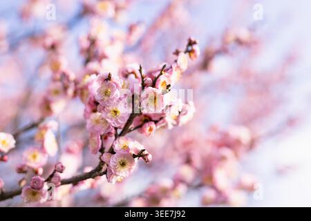 Rosa Kirschblüten in voller Blüte auf einem Zweig mit weichem Bokeh Hintergrund. Ideal für Frühlingsmotive, Grußkarten und Naturpublikationen. F Stockfoto