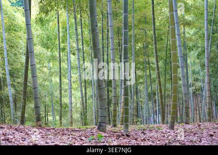 Bambushaine Waldlandschaft Stockfoto
