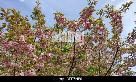 Üppig rosa Kirschblütenbaum in voller Blüte vor blauem Himmel. Eine Nahaufnahme japanischer Kirschbaumzweige mit dichten rosa und weißen Blüten. Stockfoto