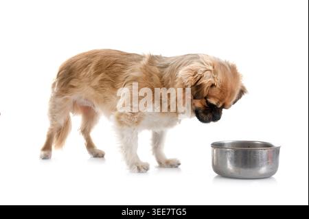 Terrier vor weißem Hintergrund Stockfoto
