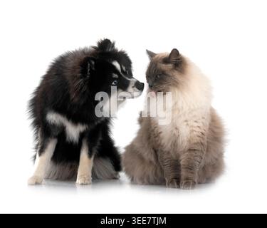sibirische Katze und Pomsky vor weißem Hintergrund Stockfoto