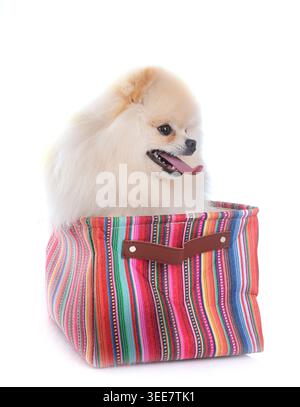 Junge pomeranian vor weißem Hintergrund Stockfoto